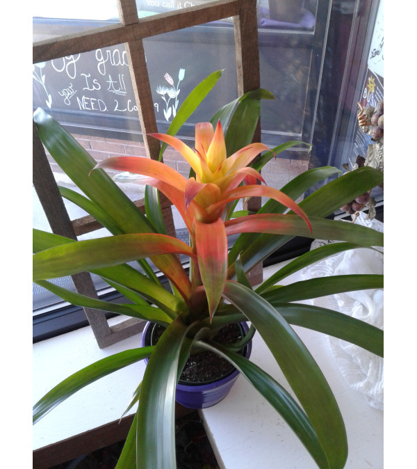 Bromeliad Orange Plant