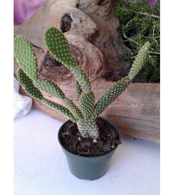 Three Finger Cactus