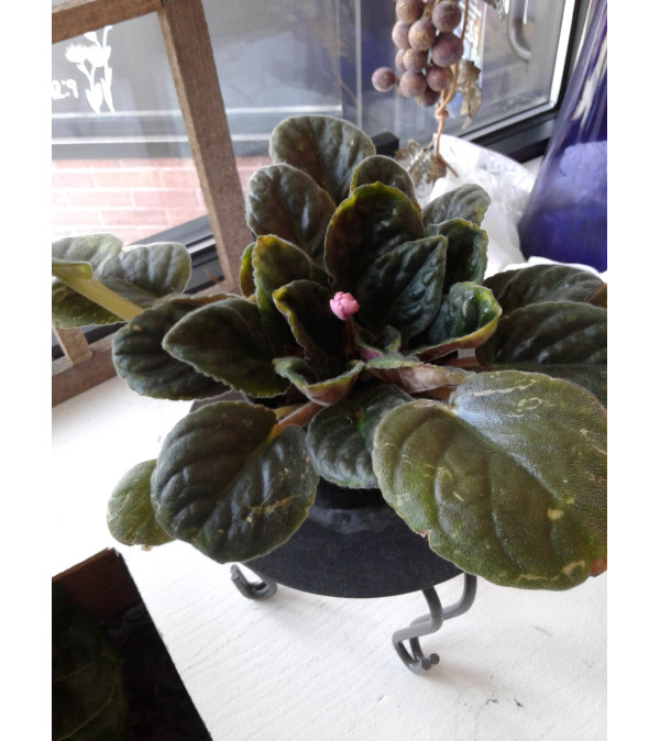 4 Inch African Violet Plant