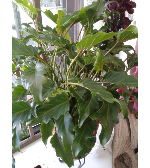 Xanadu Philadendron Plant