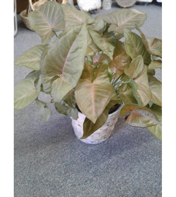 Pink Arrowhead Plant