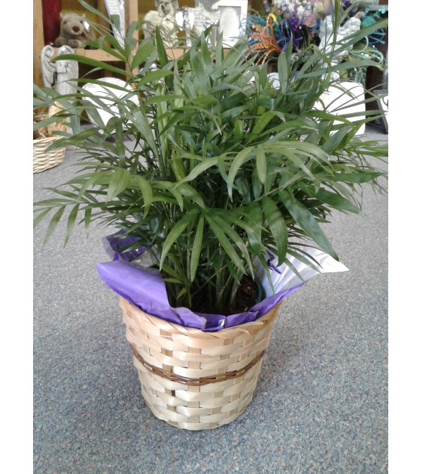 Palm Plant 6 Inch