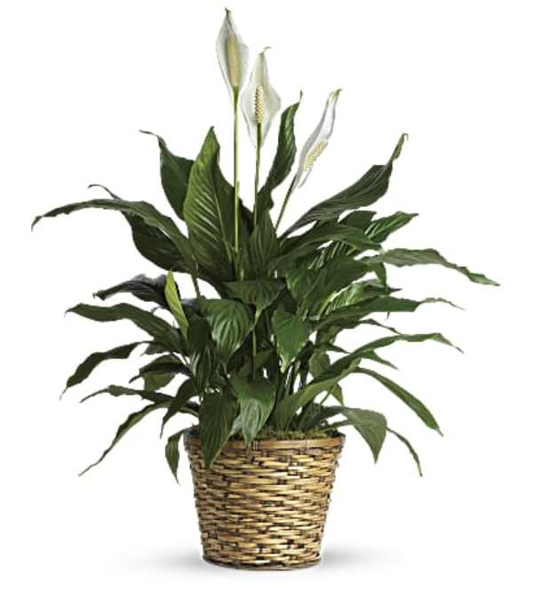 Simple Elegant Peace Lily