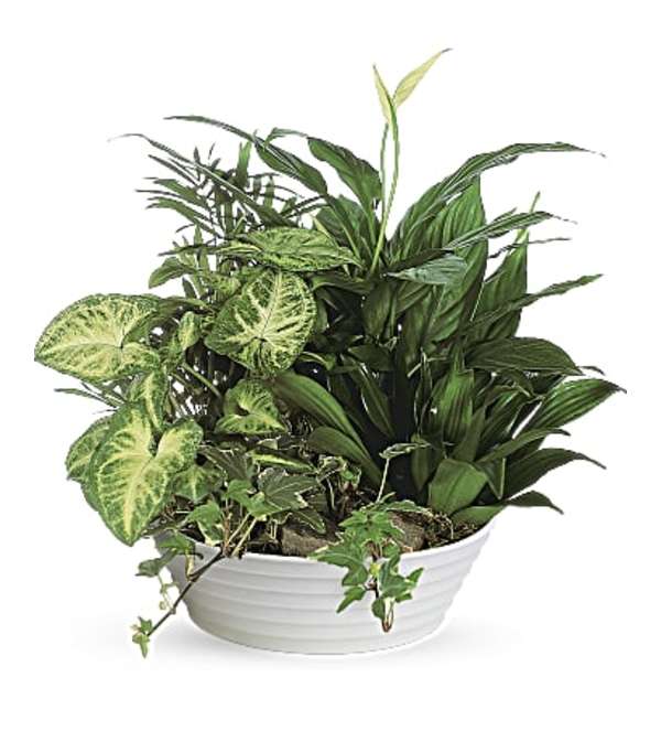 Medium Green Plant Dish Garden