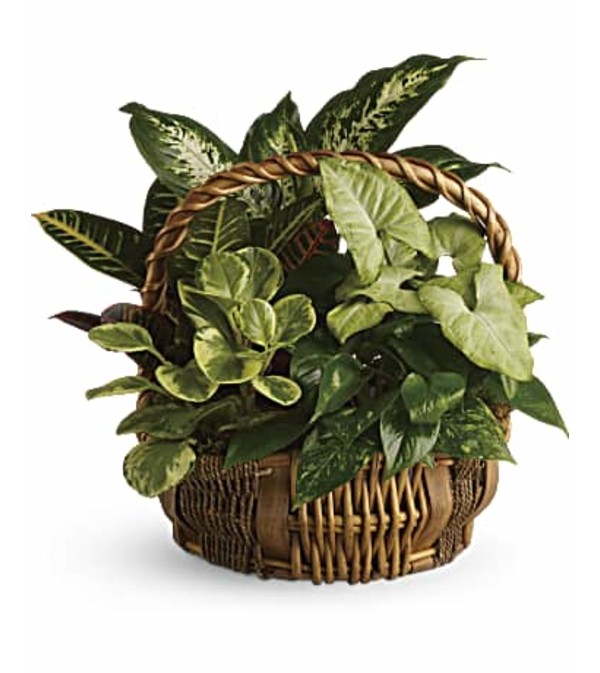 Emerald Garden Gift Basket