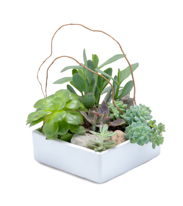 Stunning Succulent by Country Garden