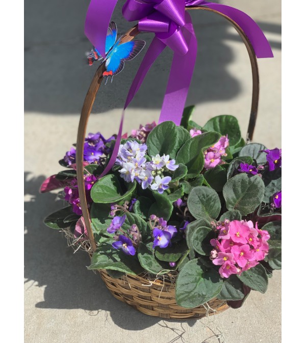 IMPRESSIVE VIOLETS