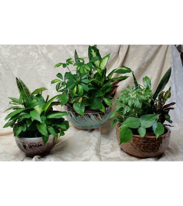 Ceramic Dish Garden Planters