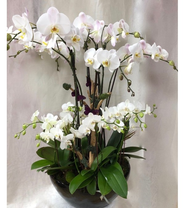 Orchid's garden