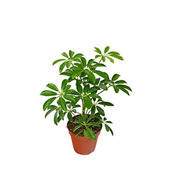8" SCHEFFLERA