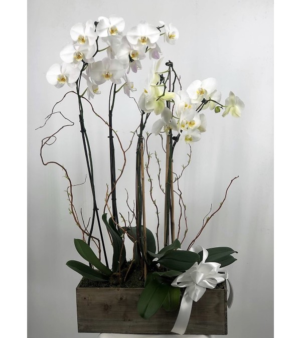 Peaceful Orchids
