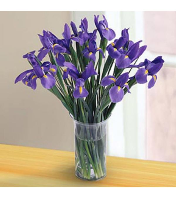 Irresistible Iris