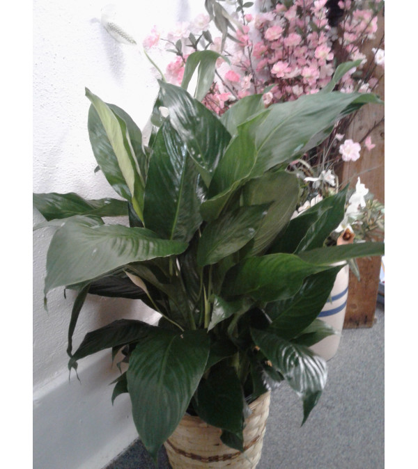8" Peace Lily