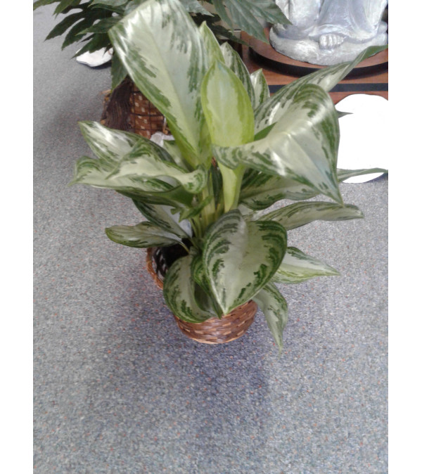 6" Aglaonema