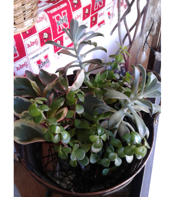 4" Succulents