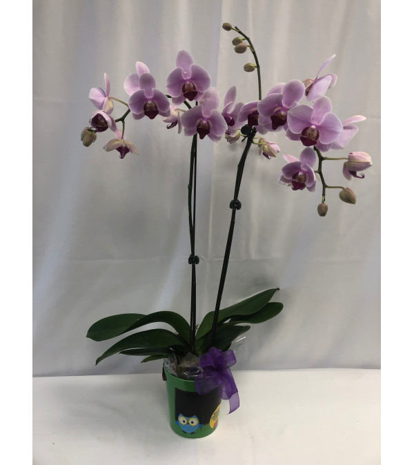 Small Orchid Plant