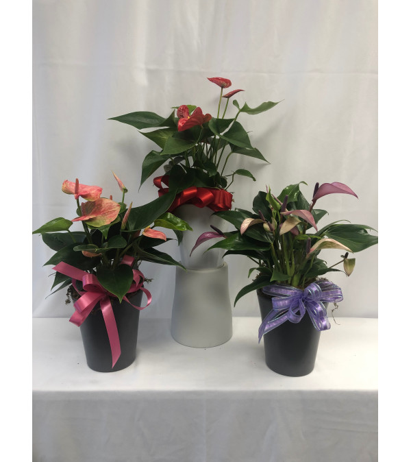Small Anthurium Plant