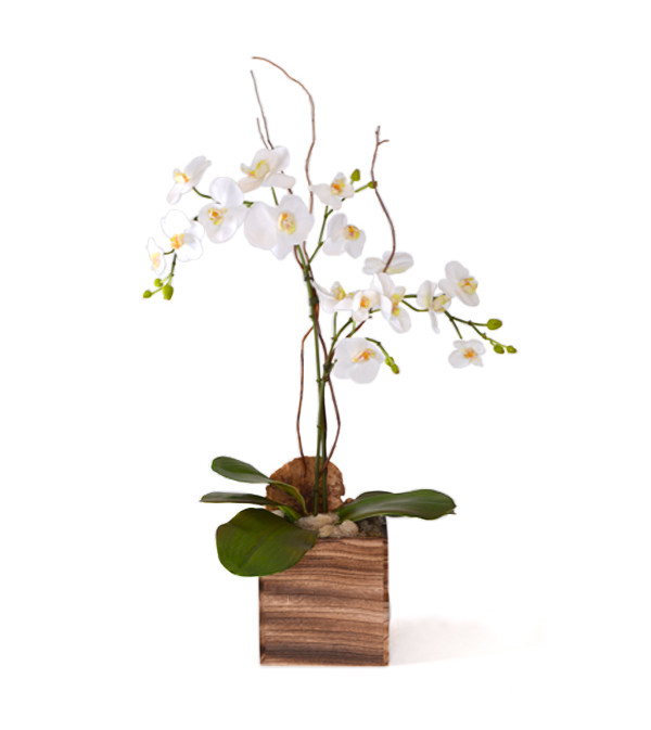 Orchid in square wood planter