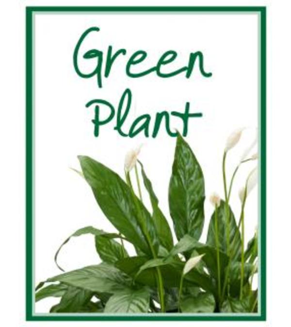 Green Plant Designer's Choice