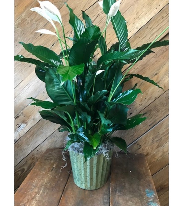 8" Flowering Peace Lily Plant