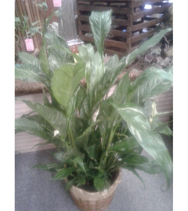 6" Variegated Peace Lily