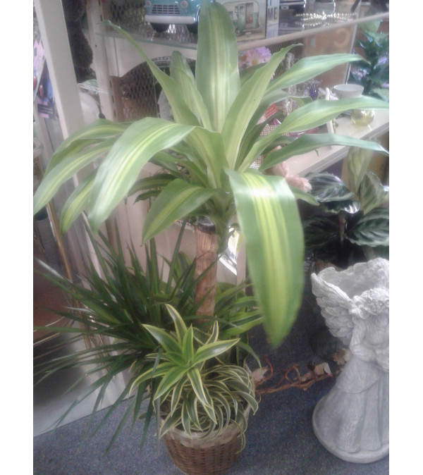 8" Combo Plant in Basket