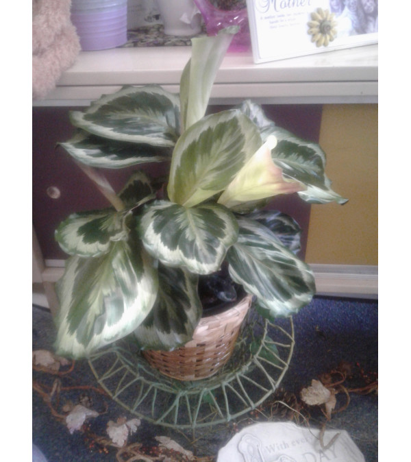 6" Calathea in Basket