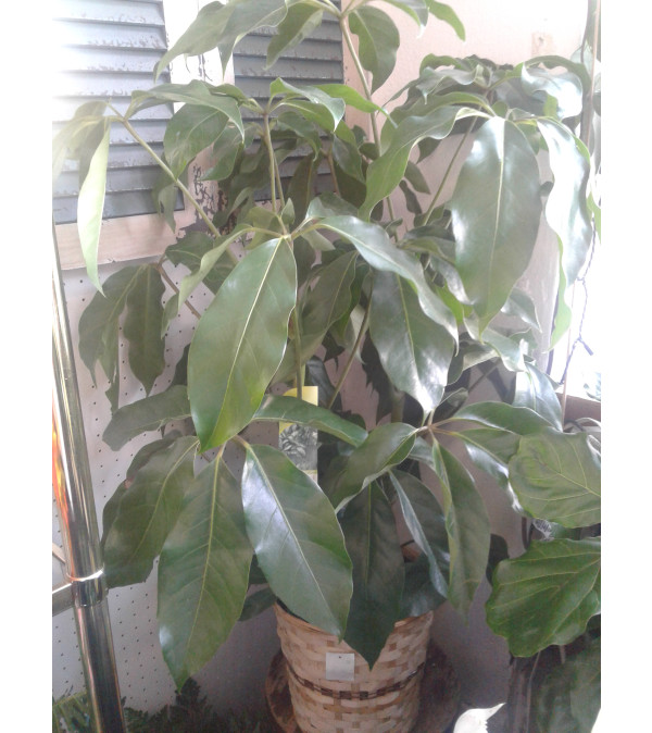 8" Schefflera in Basket