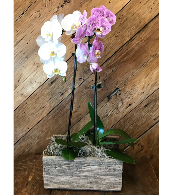 Tropical Blooming Orchid