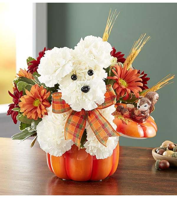 Fall Dog