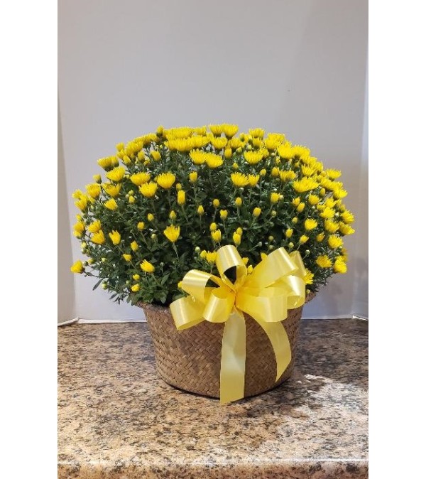 Fall Mum