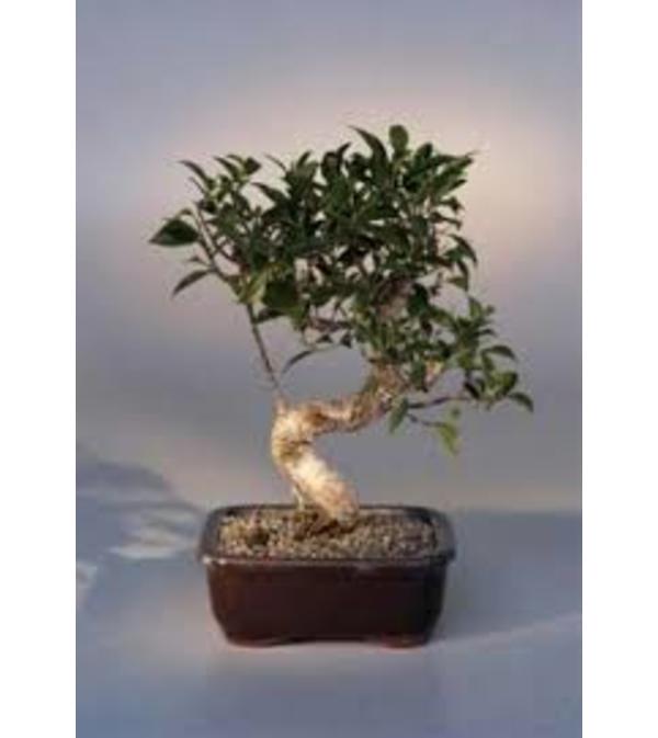 premium bonsai
