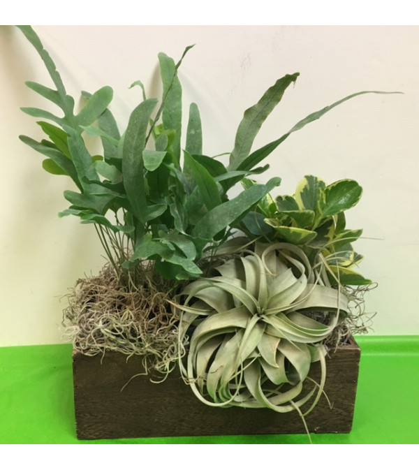 Succulens Garden