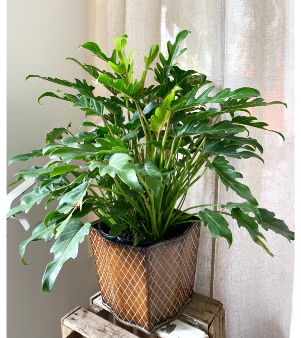 Xanadu Plant