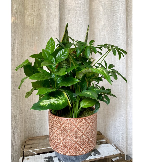 Terracotta planter