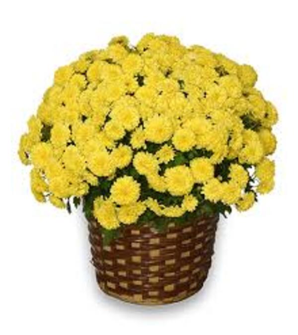 Mum Sunshine Basket