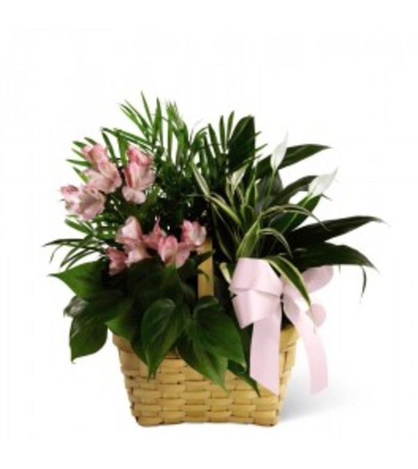 DISH GARDEN WITH CUT