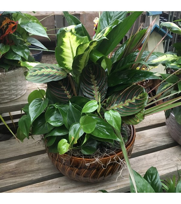 Dish Garden Planter by Rothe's