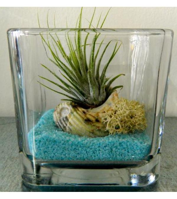 Salt and Sand Aerium Garden