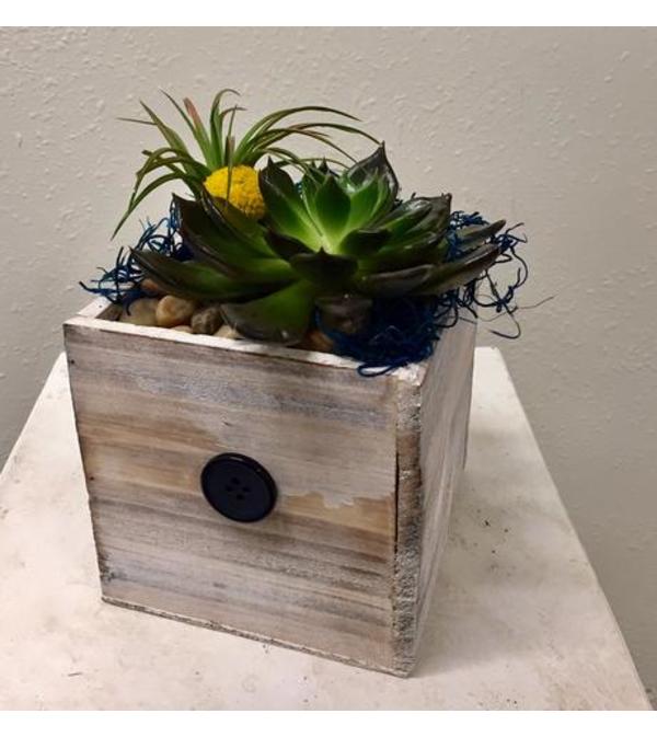 Tillandsia and Succulent