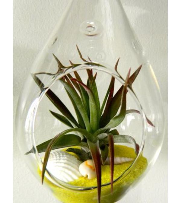 Seascape Tillandsia