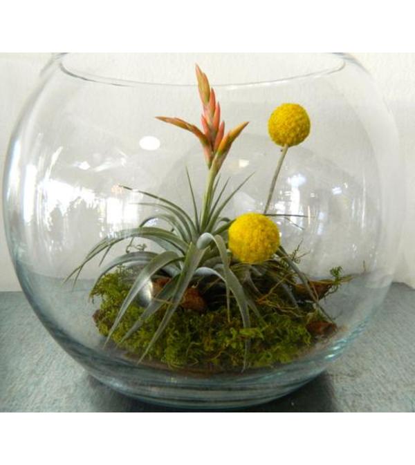 Tillandsia in Bowl