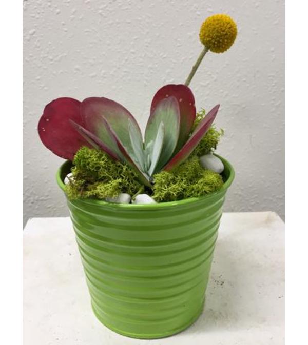 Succulent in Tin