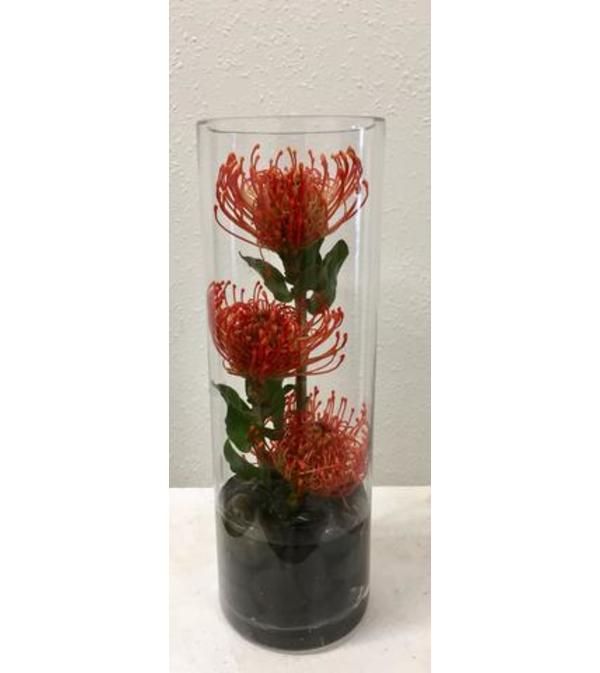 Protea Trio in Cylinder
