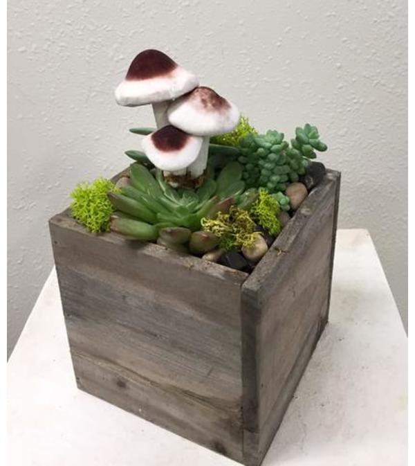 Succulent Garden in Wood Box