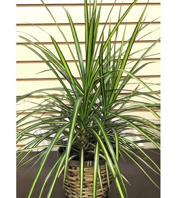 Ray of Sunshine Dracena in Basket