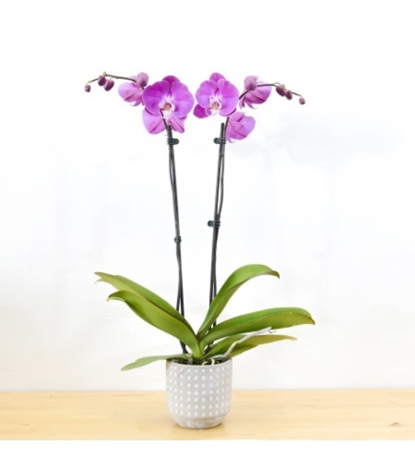Double Purple Orchid