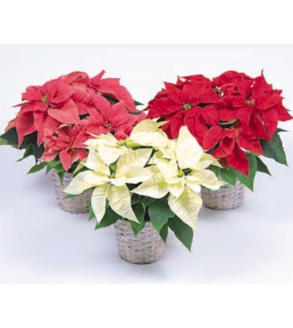 Triple Poinsettia
