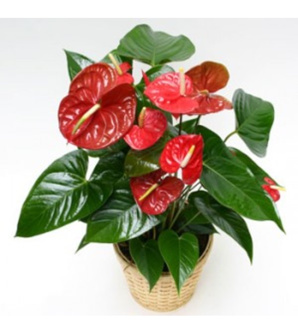 Anthurium in a Basket - (Colors Vary)