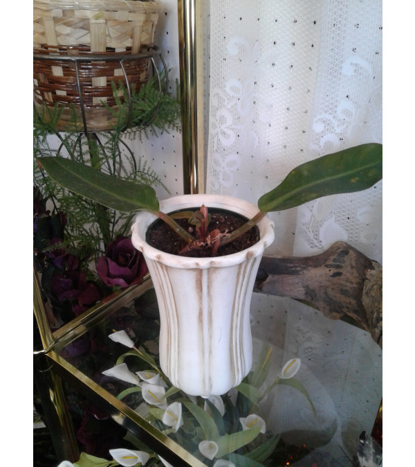 4 Inch Philadendron